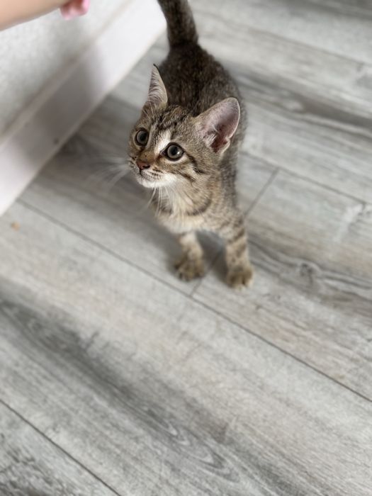 Котенок отдам в добрые руки