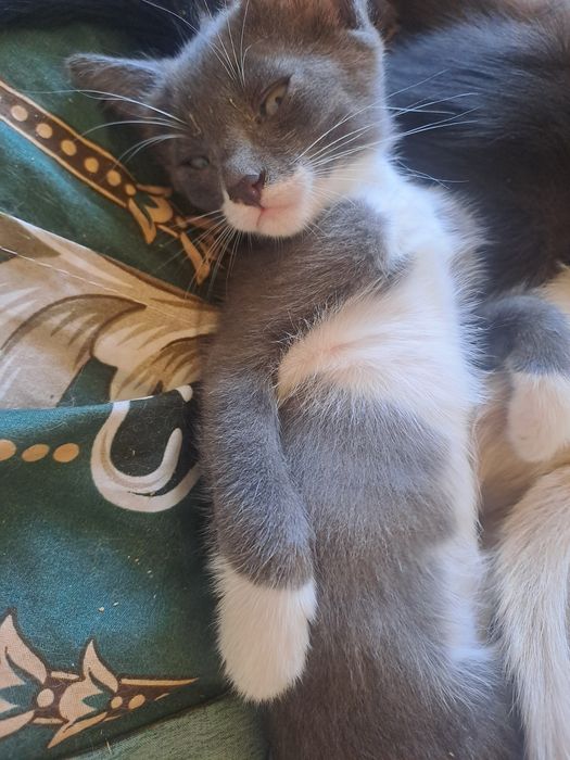 Отдам котят марғаулар