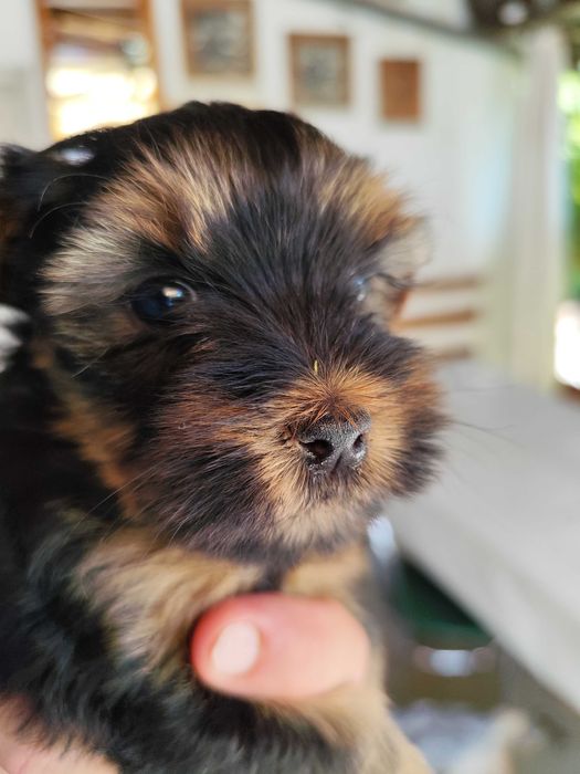 Cîine rasa Yorkshire