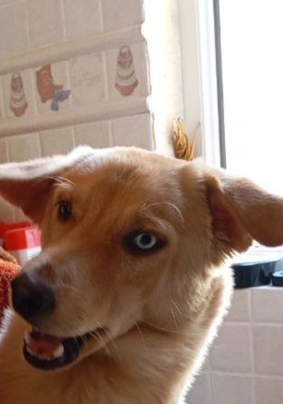 Отдам в хорошие руки