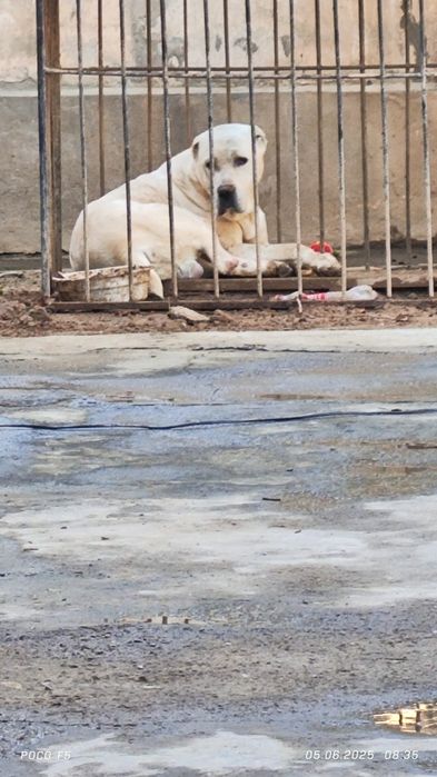 СОА Алабай белый