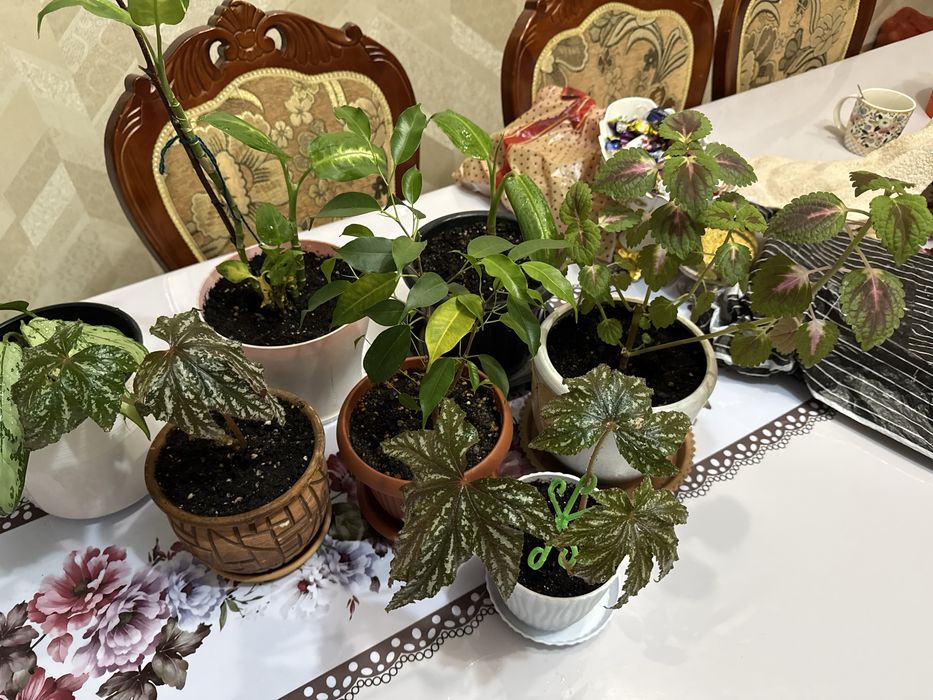 В продаже комнатные цветы! Цены самые доступные