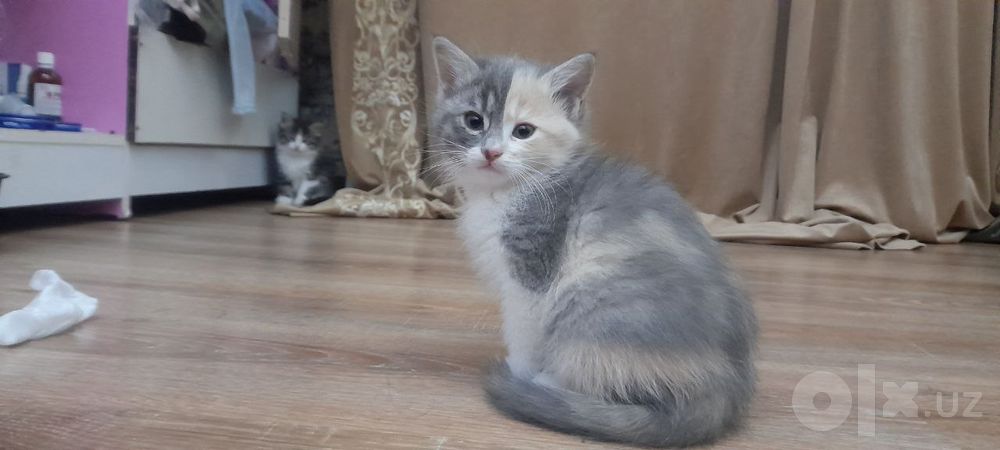 Кошки очень красивые