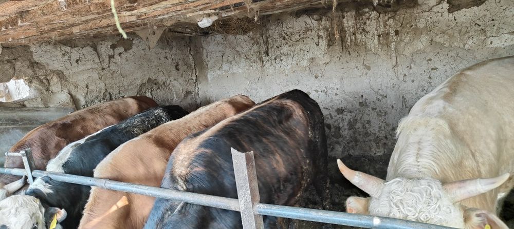 Бички на откорме