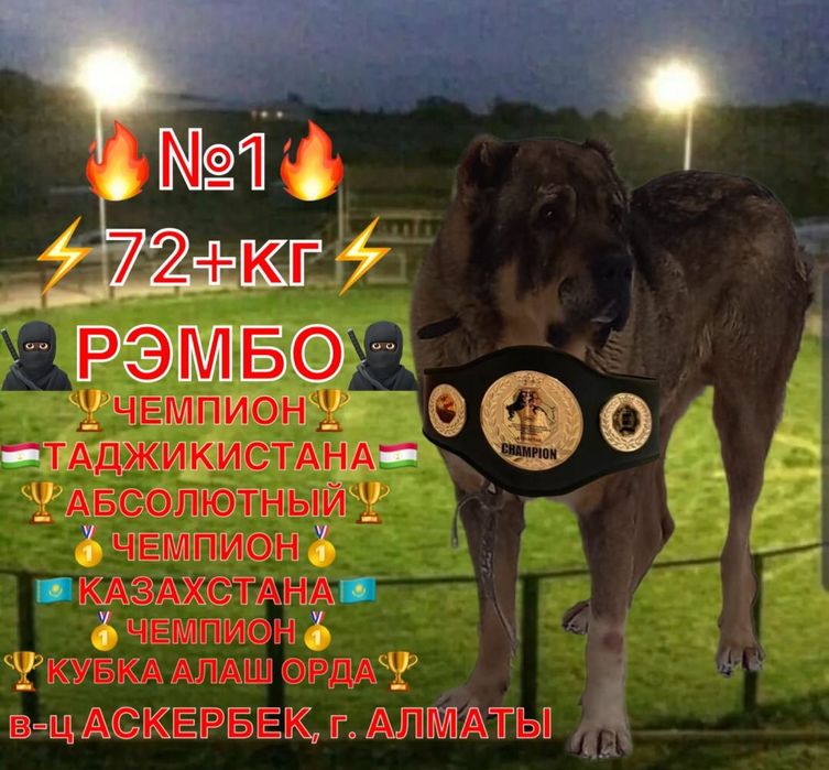 Алабай суки из под чемпионов