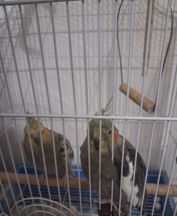 Vand papagali urgent 500 lei cu tot cu cusca .