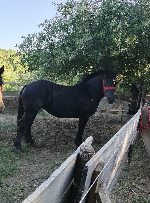 Vând sau schimb mânză de doi ani montata ,ecografia ta  cu  manza murga  sau iapa din cat grea