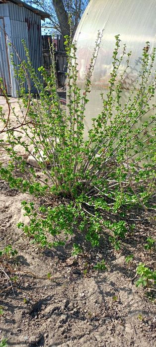 Саженцы чёрной смородины