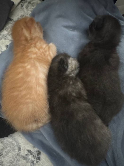 Кошка и 3 маленьких котят