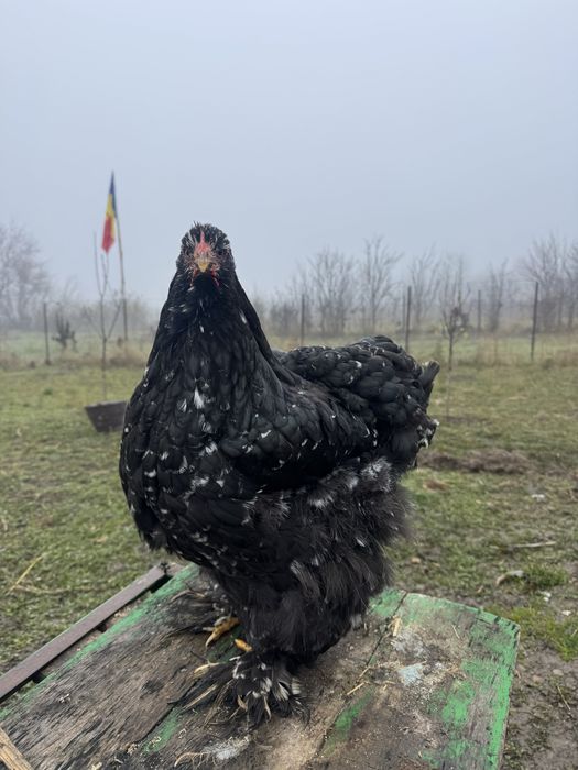 Oua cochichina bobat