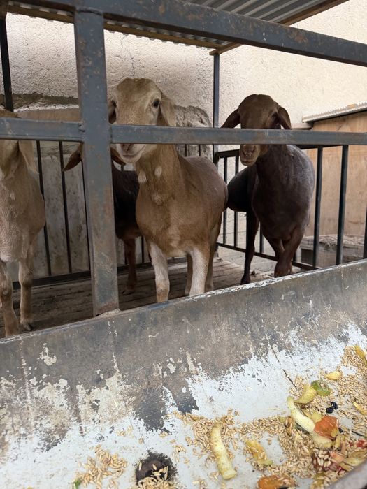 Қўчқорлар сотилади