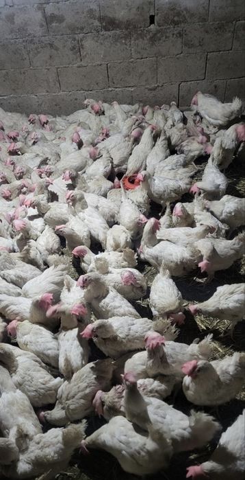 Куры декалбы несушкикуры