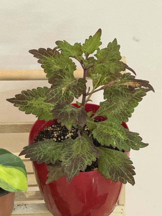 Набор из 6 отростков