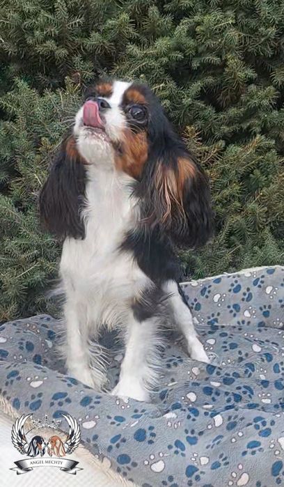 Кавалер Кинг Чарльз Спаниель девочка блейнхейм