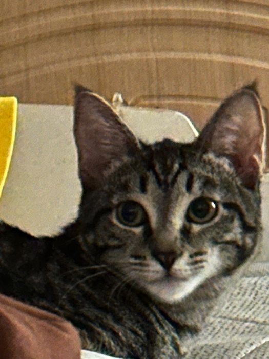 Отдам Бенгалку полукровку