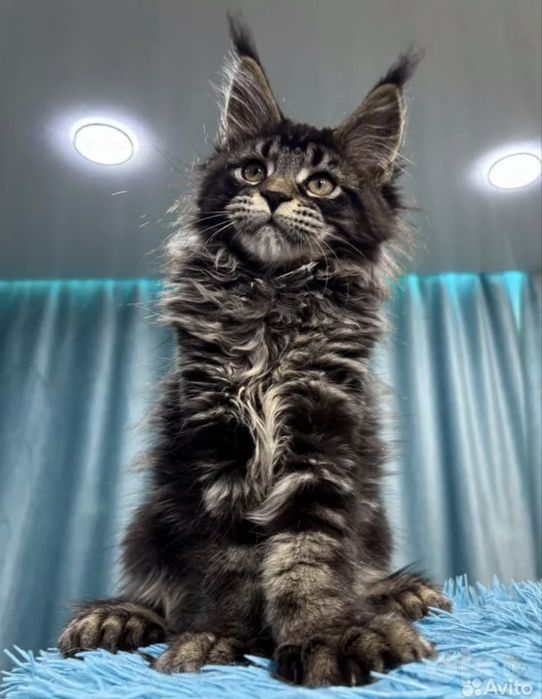 Мейн кун котята!