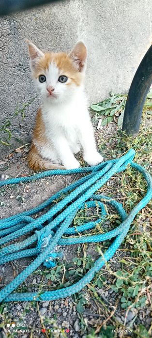 Котятки в добрые руки