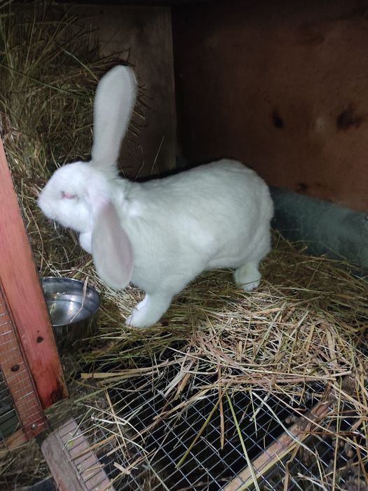 Продам самку Великана