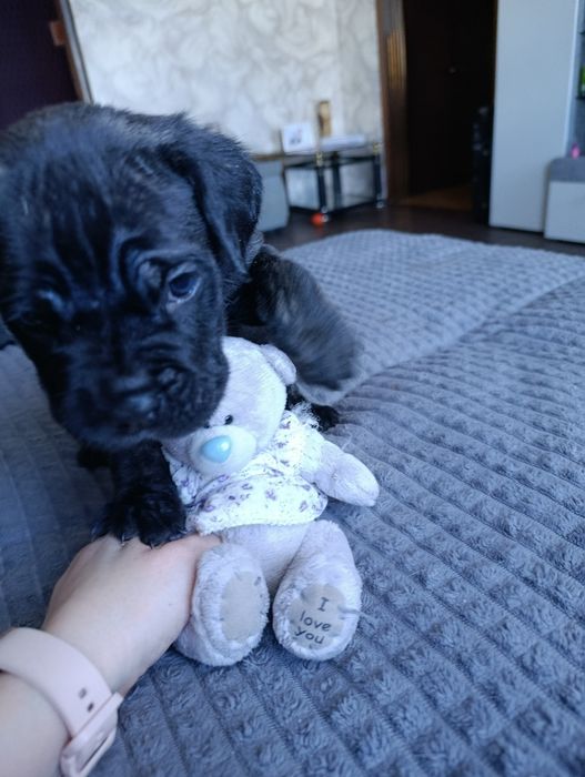 Щенок Кане корса