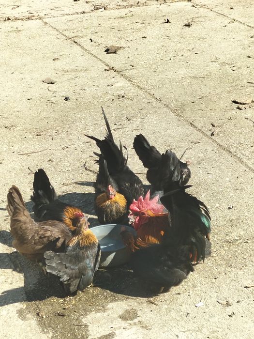 Vând familie  de chabo