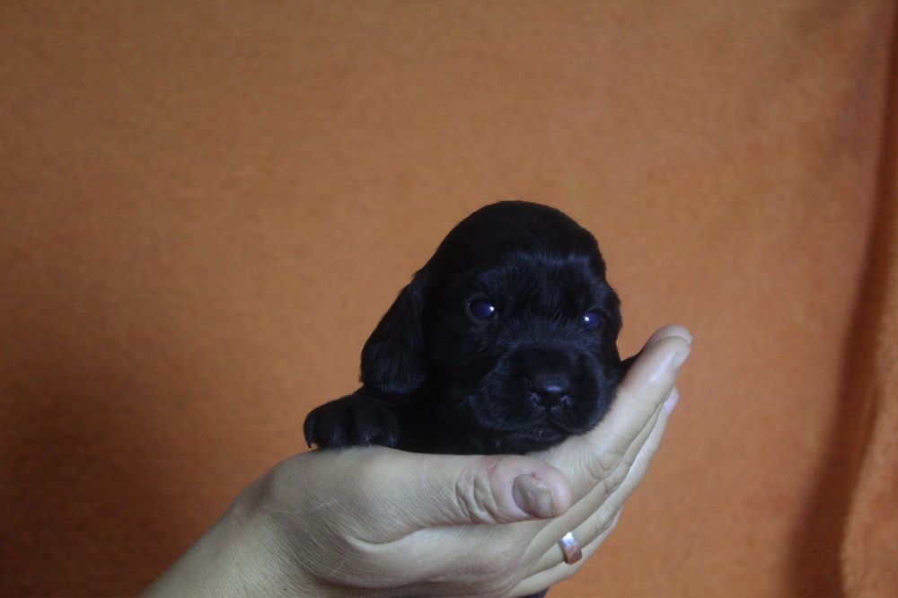 Англиский кокер спаниель