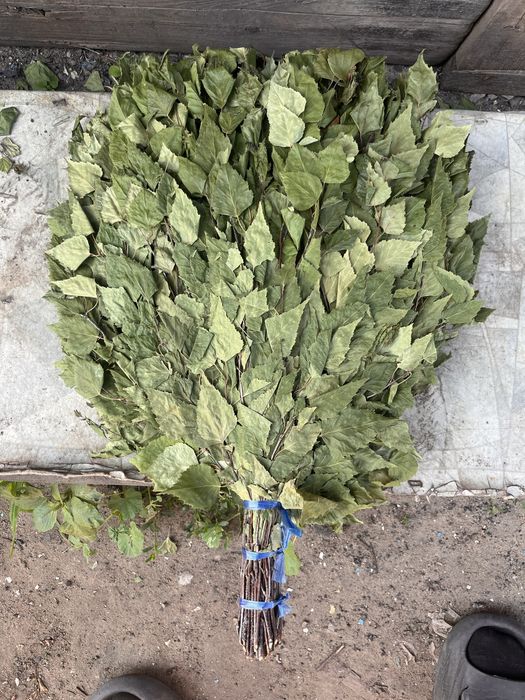 Продам березовые веники