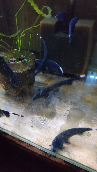 Продам Аквариумную рыбку