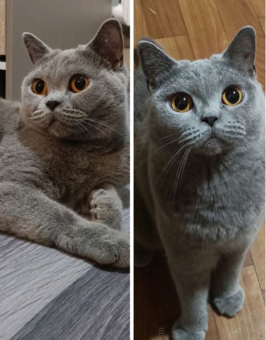 Британская кошка