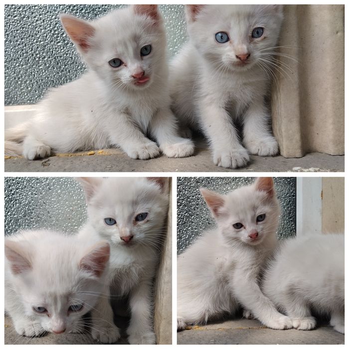 Котята маленькие