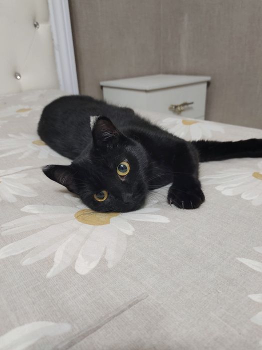 Кошка в добрые руки