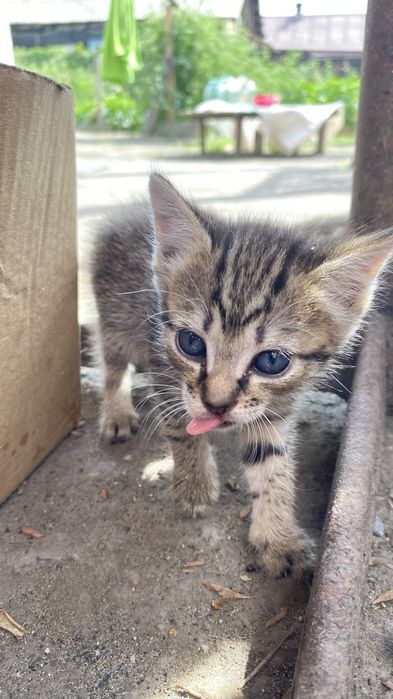Отдам милых котят