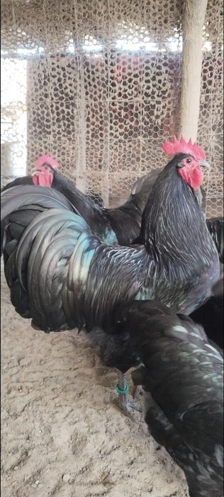 Cocosi Australorp negru