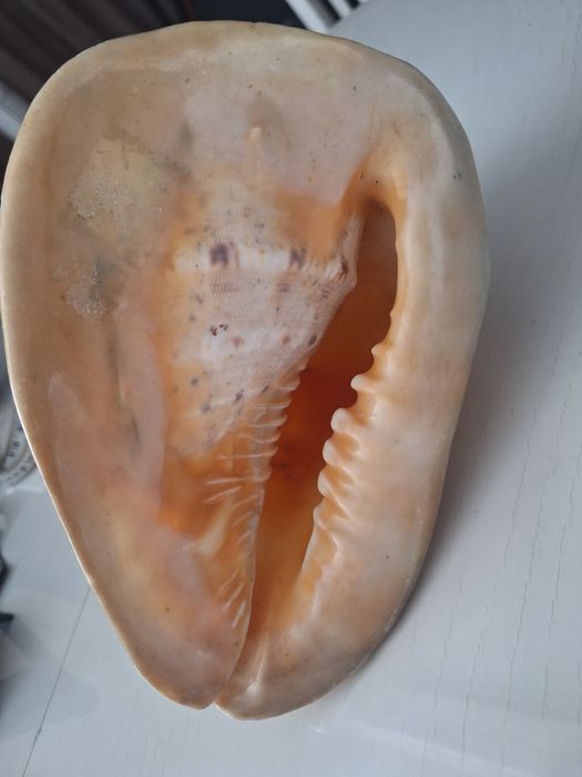 Продается морская ракушка