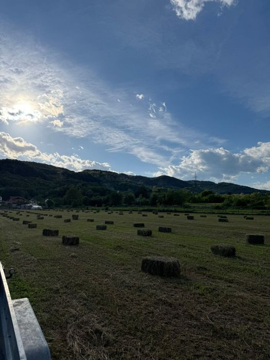Baloti lucerna de vanzare