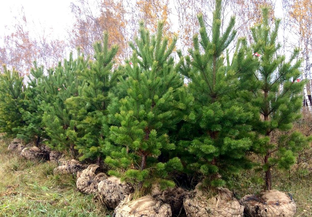 Vand brazi, pini, molizi, cedri, conifere, plante ornamentale gradina