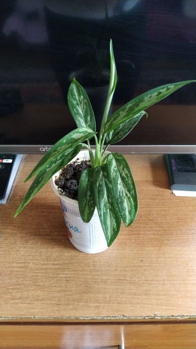 Продам молодые  комнатные растения