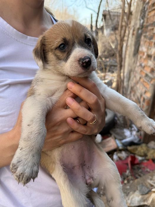 Дарю щенят!       .