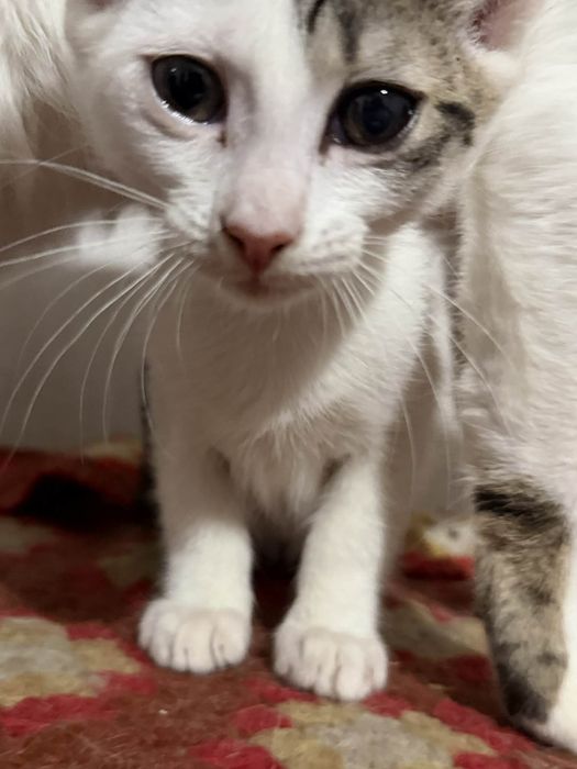 Pisicuta pentru adoptie