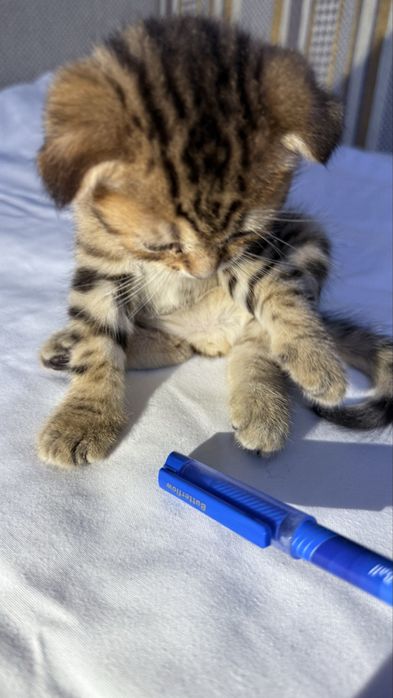 Шотландские вислоухие