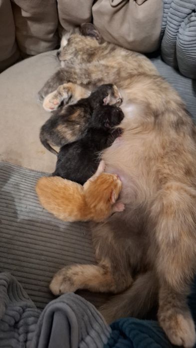 Кошки животные бесплатно