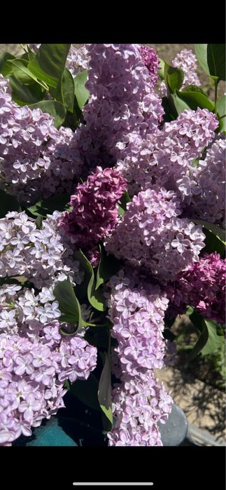 Рассада для сирени