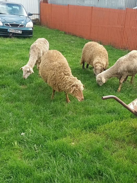 Oi fatate de vânzare