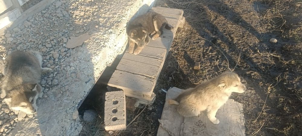 Отдам щенков бесплатно