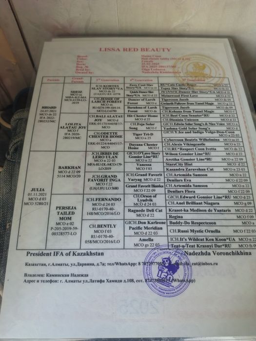 Продам кошечку мейнкун