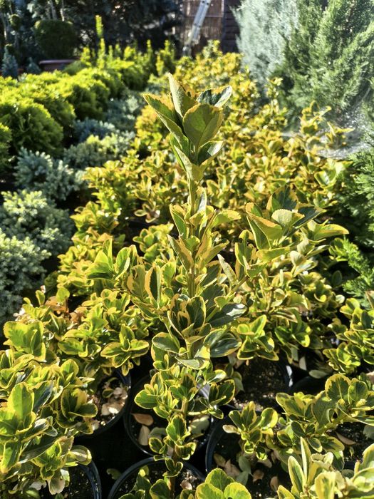 De vânzare plante ornamentale