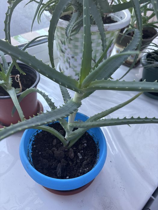 Алоэ молодой 1000