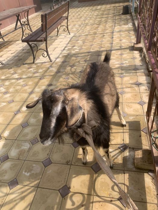 1жасар теке сатылады 70мың тенге шешесі 4+ сут берген сарыагаш та.