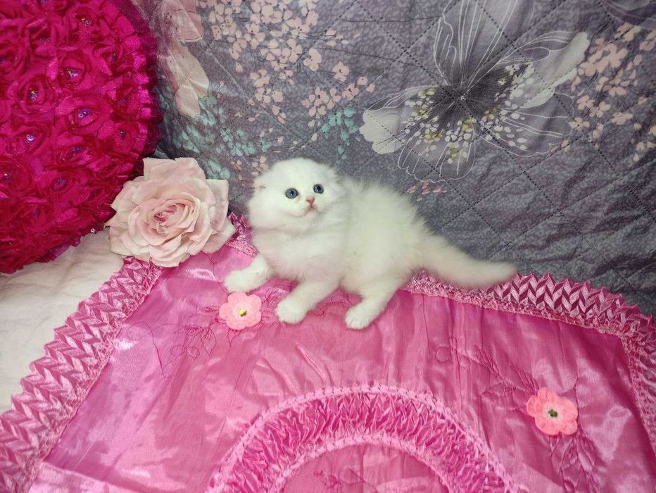Продается шикарный белоснежный котенок мальчик