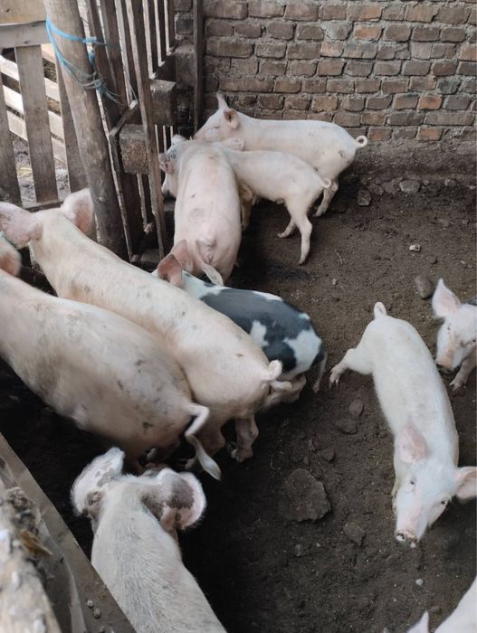 Прасета големи и малки