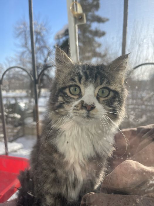 Милые котята ищат добрых хозяев